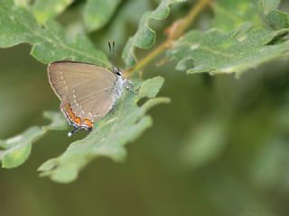 Byk Sevbeni (Satyrium ilicis)