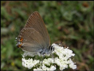 Minik Sevbeni (Satyrium acaciae)