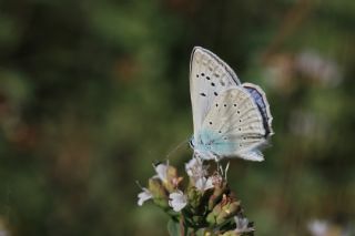 okgzl Dafnis (Polyommatus daphnis)