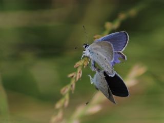 Fransz Everesi (Cupido alcetas)