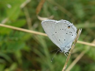 Fransz Everesi (Cupido alcetas)