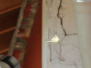 Erik Krlangkuyruk (Iphiclides podalirius)