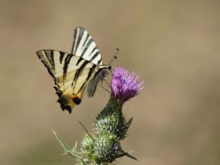 Erik Krlangkuyruk (Iphiclides podalirius)