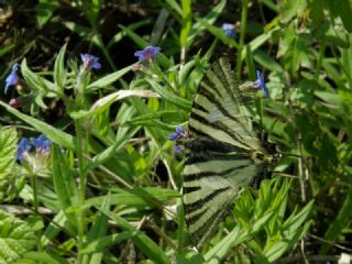 Erik Krlangkuyruk (Iphiclides podalirius)