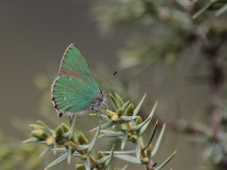 Zmrt (Callophrys rubi)