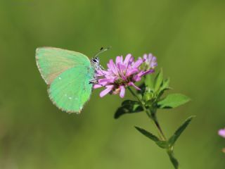 Zmrt (Callophrys rubi)