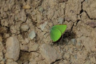 Zmrt (Callophrys rubi)