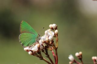 Zmrt (Callophrys rubi)