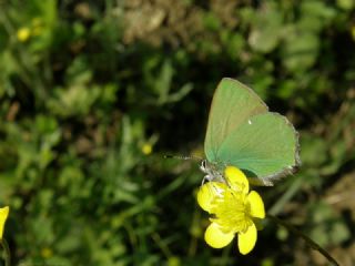 Zmrt (Callophrys rubi)