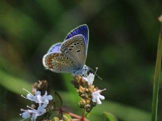 okgzl Meneke Mavisi (Polyommatus thersites)