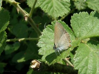 Minik Sevbeni (Satyrium acaciae)