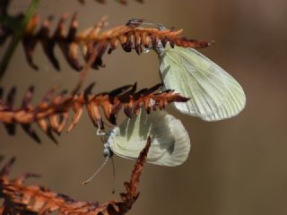 Doulu Narin Orman Beyaz (Leptidea duponcheli)