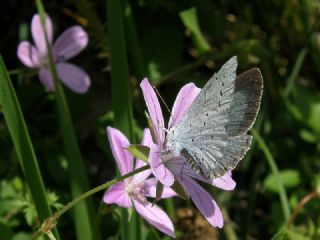 Kutsal Mavi (Celastrina argiolus)