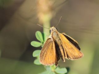 Sar Antenli Zpzp (Thymelicus sylvestris)