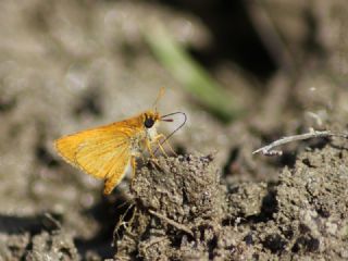 Sar Antenli Zpzp (Thymelicus sylvestris)