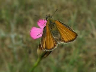 Sar Antenli Zpzp (Thymelicus sylvestris)