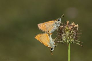 Sar Antenli Zpzp (Thymelicus sylvestris)