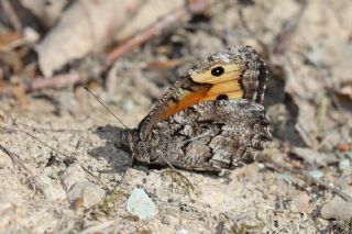 Gney Kzlmelei (Hipparchia senthes)