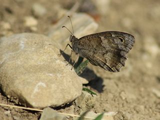 Aa Karamelei (Hipparchia statilinus)