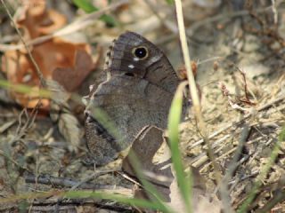 Aa Karamelei (Hipparchia statilinus)