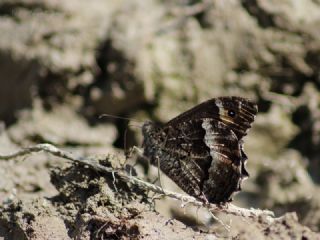 Byk Karamelek (Hipparchia syriaca)