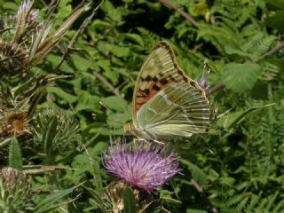 Bahadr (Argynnis pandora)