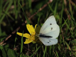 Yalanc Beyazmelek (Pieris pseudorapae)