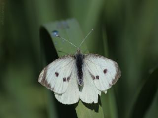 Yalanc Beyazmelek (Pieris pseudorapae)