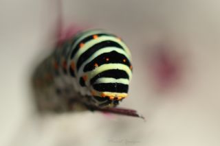 Krlangkuyruk (Papilio machaon)