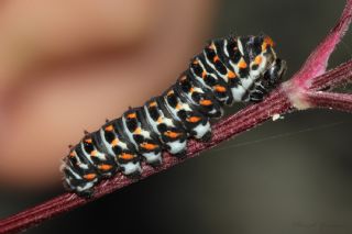 Krlangkuyruk (Papilio machaon)