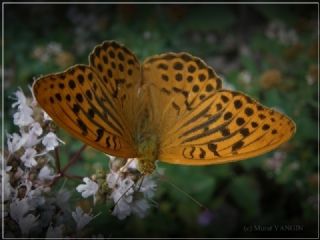 Cengaver (Argynnis paphia)