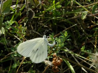 Narin Orman Beyaz (Leptidea sinapis)