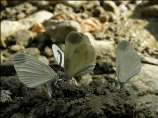 Narin Orman Beyaz (Leptidea sinapis)