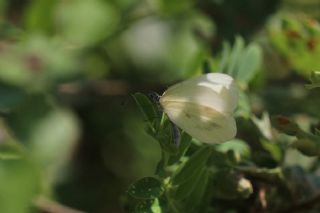 Narin Orman Beyaz (Leptidea sinapis)