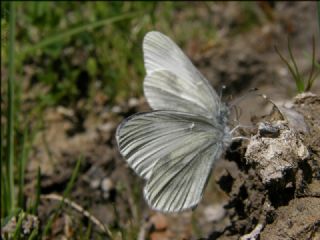 Narin Orman Beyaz (Leptidea sinapis)