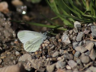 Narin Orman Beyaz (Leptidea sinapis)