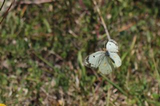 Gzel Azamet (Colias alfacariensis)