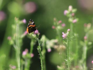 Atalanta (Vanessa atalanta)