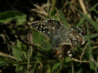 Ebegmeci Zpzp (Pyrgus malvae)