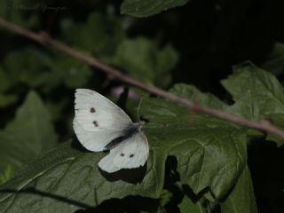 Yalanc Beyazmelek (Pieris pseudorapae)