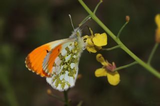 Turuncu S�sl�&nbsp;(Anthocharis&nbsp;cardamines)