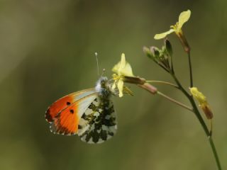 Turuncu Ssl (Anthocharis cardamines)