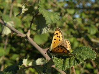 Benekli Bakr Gzeli (Lycaena phlaeas)