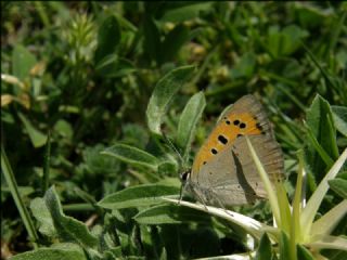 Benekli Bakr Gzeli (Lycaena phlaeas)