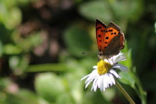 Benekli Bakr Gzeli (Lycaena phlaeas)