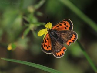 Benekli Bakr Gzeli (Lycaena phlaeas)