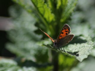 Benekli Bakr Gzeli (Lycaena phlaeas)