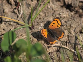 Benekli Bakr Gzeli (Lycaena phlaeas)