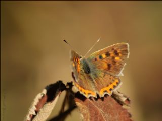 Benekli Bakr Gzeli (Lycaena phlaeas)