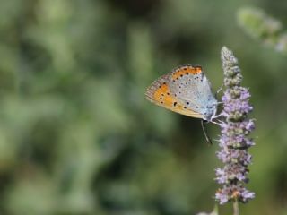 Byk Bakr Gzeli (Lycaena dispar)